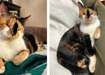 chat aveugle Helen obtient deuxième chance