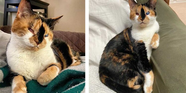 chat aveugle Helen obtient deuxième chance