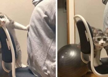 chat ne laisse personne s asseoir chaise préférée