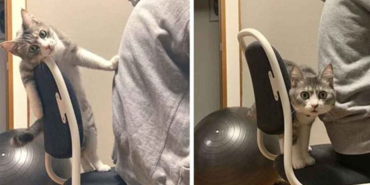 chat ne laisse personne s asseoir chaise préférée