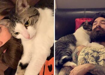 chat obsédé par mari femme séduire fausse barbe