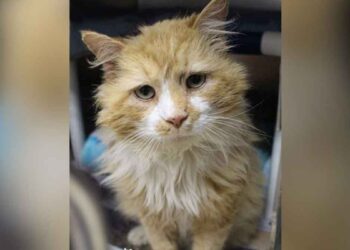 chat parcourt 19 km pour retrouver la famille qui l'a abandonné