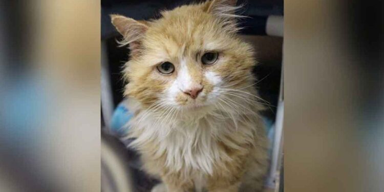 chat parcourt 19 km pour retrouver la famille qui l'a abandonné