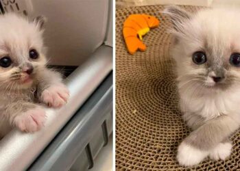 chaton captivé coeurs avec belle personnalité