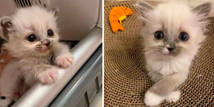 Le chaton a captivé les cœurs par sa personnalité et devient un beau chat duveteux 1 chaton captivé coeurs avec belle personnalité