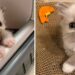 chaton captivé coeurs avec belle personnalité