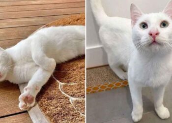 chatte suit une famille et se jette dans leurs bras