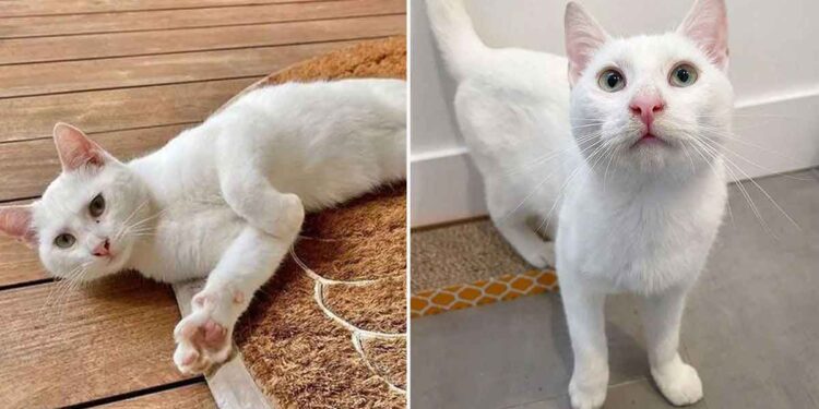 Une chatte suit une famille et se jette dans leurs bras quand ils la sauvent de la rue 1 chatte suit une famille et se jette dans leurs bras