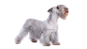 Terrier Tchèque