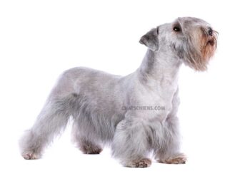 Terrier Tchèque 8 Terrier Tchèque Cesky