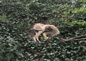 chien abandonné au milieu de la forêt