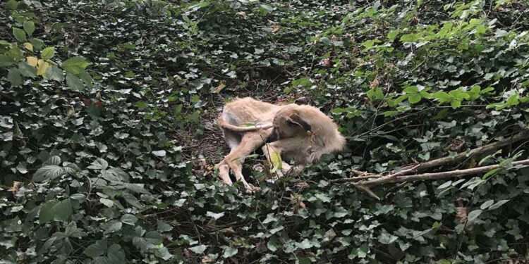Un chien abandonné au milieu de la forêt attendait que quelqu'un vienne le sauver 1 chien abandonné au milieu de la forêt