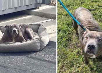 chien abandonné dans un parking vide avec rien que son lit