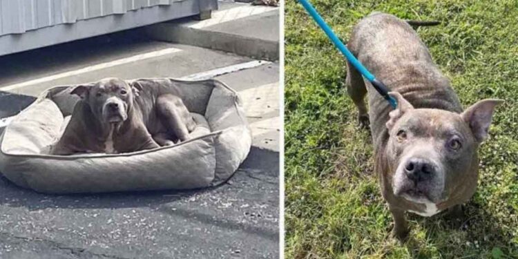 chien abandonné dans un parking vide avec rien que son lit