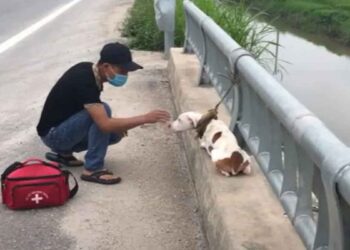 chien abandonné pont apprend faire confiance aux gens