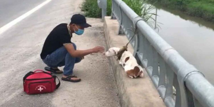 Un chien abandonné sur un pont sur une route très fréquentée apprend de nouveau à faire confiance aux gens 1 chien abandonné pont apprend faire confiance aux gens