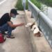 Un chien abandonné sur un pont sur une route très fréquentée apprend de nouveau à faire confiance aux gens 6 chien abandonné pont apprend faire confiance aux gens