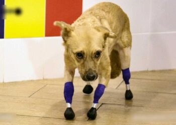 chien amputé marche prothèses bioniques