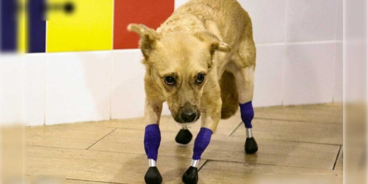 chien amputé marche prothèses bioniques