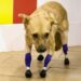 chien amputé marche prothèses bioniques