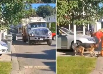 chien attend chauffeur camion poubelle chaque semaine