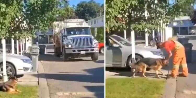chien attend chauffeur camion poubelle chaque semaine