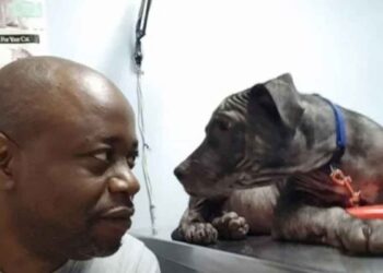 chien chauve regard homme sauve