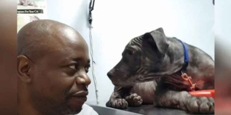 chien chauve regard homme sauve