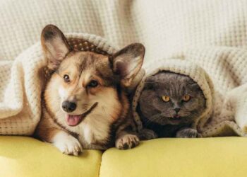 chien et chat dans la même maison