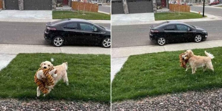 Le chien est tellement excité de voir la neige pour la première fois qu'il doit la montrer à son tigre 1 chien excité voir neige pour la première fois
