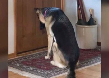 chien fidèle attend porte propriétaire revenir hôpital