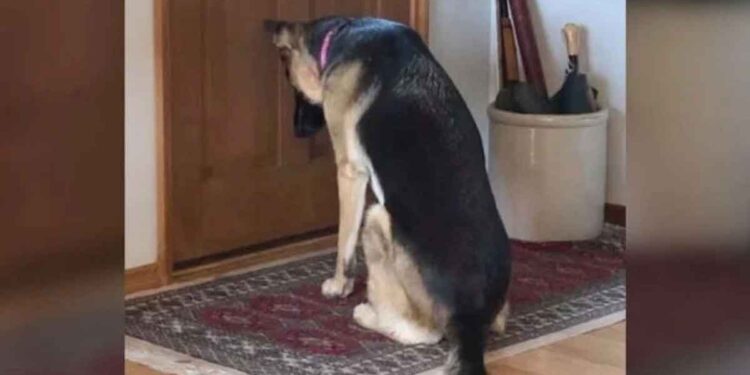 Un chien fidèle attend à la porte que son père revienne de l'hôpital 1 chien fidèle attend porte propriétaire revenir hôpital