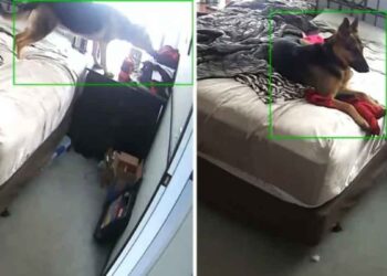 chien filme serrer vêtements maman