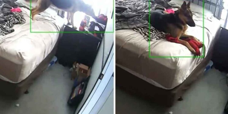 chien filme serrer vêtements maman