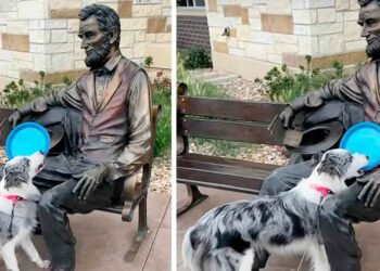 chien ne comprend pas statue abraham lincoln ne jette pas frisbee