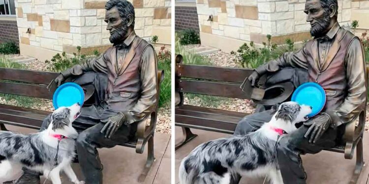 chien ne comprend pas statue abraham lincoln ne jette pas frisbee