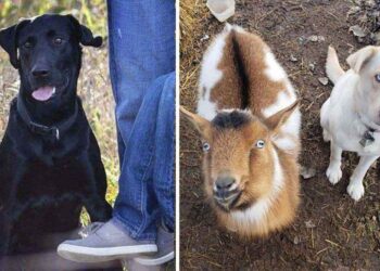 chien perdu revient avec nouveaux amis