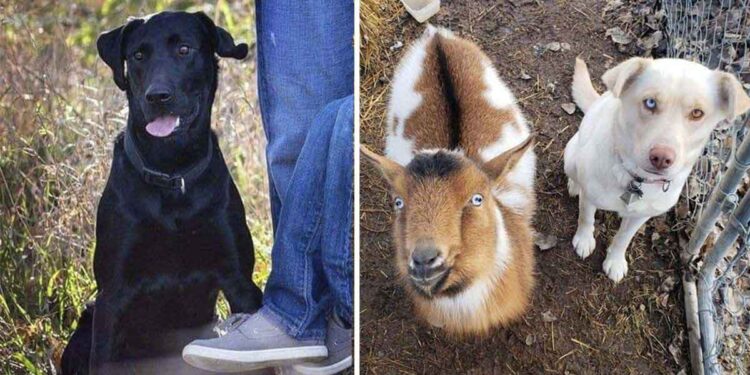 chien perdu revient avec nouveaux amis