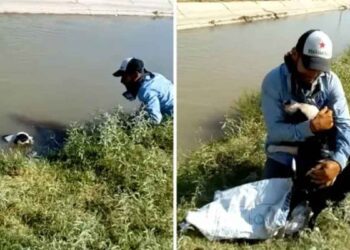 chien piégé canal remercie homme sauvé