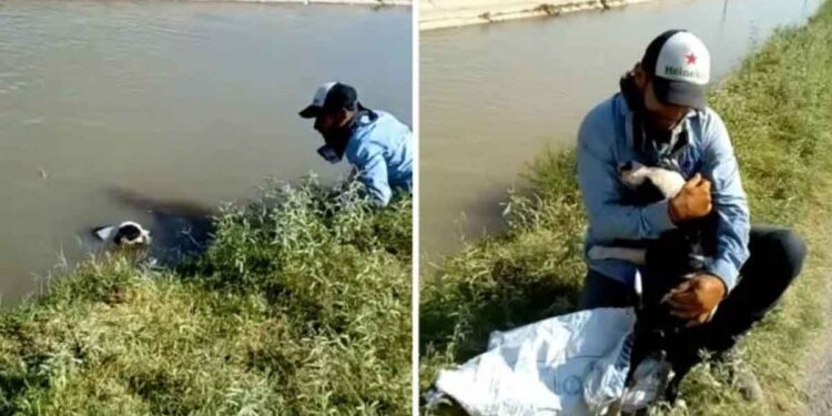 Un chien piégé dans un canal remercie l'homme qui l'a sauvé 1 chien piégé canal remercie homme sauvé