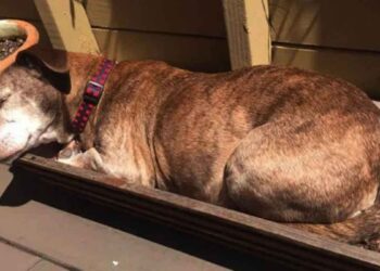 chien sourd vécu vie rue trouve famille