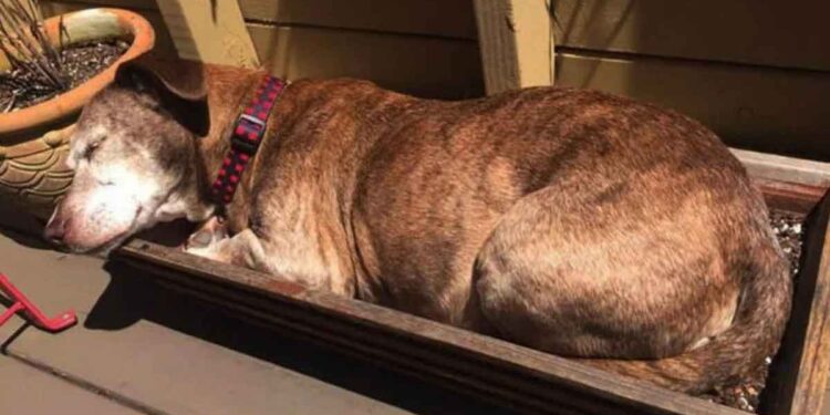 chien sourd vécu vie rue trouve famille