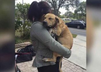 chiene traumatisée embrasse sauveteurs