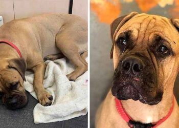 chienne fidèle parcourt 200 km recherche famille