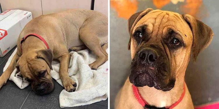 chienne fidèle parcourt 200 km recherche famille