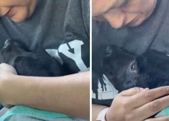 chienne sans-abri gestante fond sauveteur