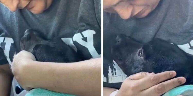 chienne sans-abri gestante fond sauveteur