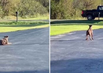 chienne sauvée camion papa tous les jours