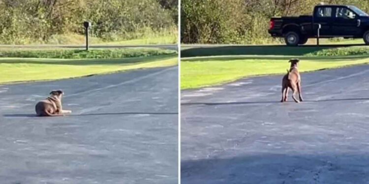 chienne sauvée camion papa tous les jours