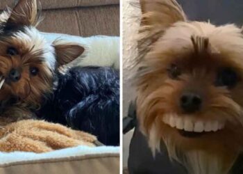 chiot est surpris en train essayer les fausses dents de son père